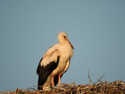 Nest rattle stork storchennest