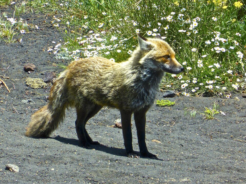 Wild animal canine carnivore