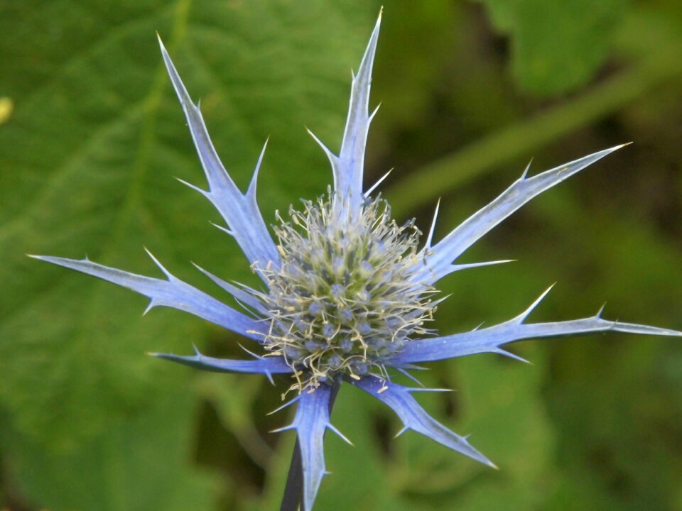 Nature flora green