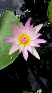 Water lilies lotus plants photo