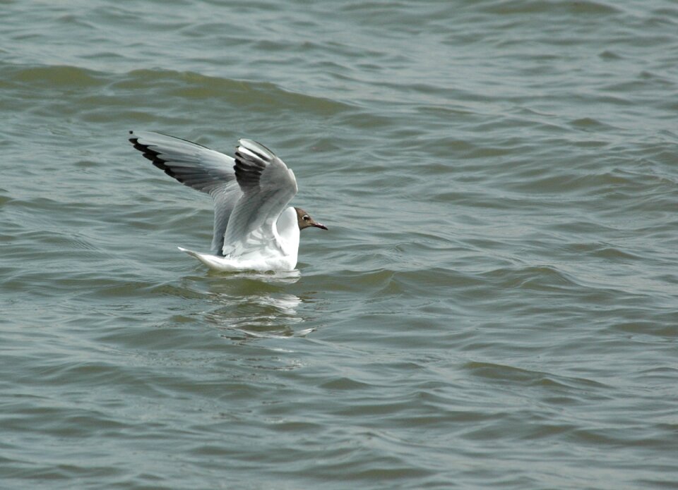 Hunt marine waters
