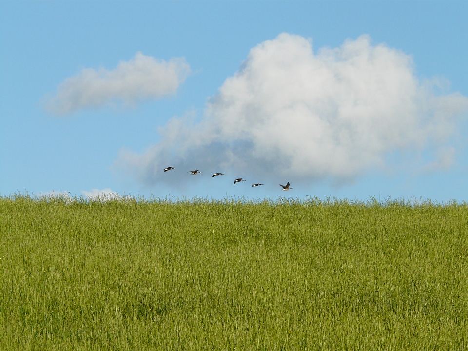 Wild geese flock of birds formation