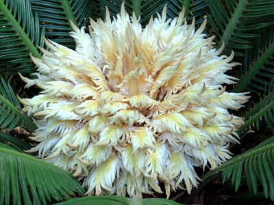 Flower white fern