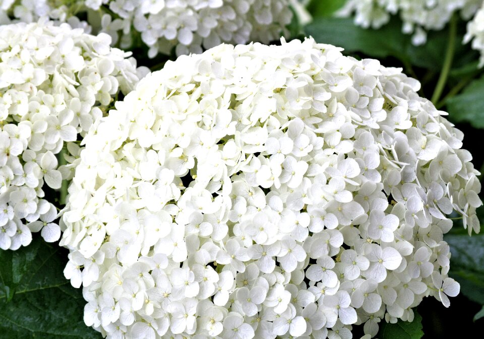 Plants nature outdoors