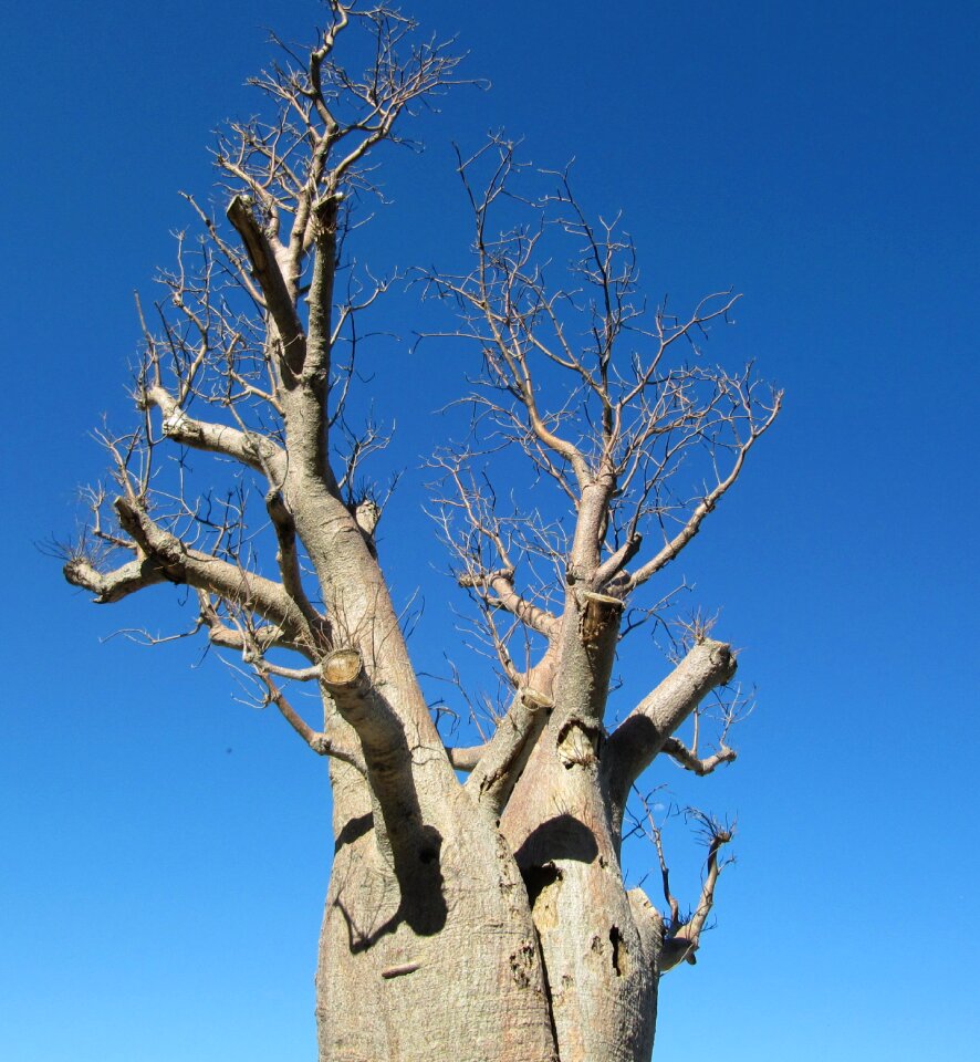 Tree adansonia digitata dead-rat tree