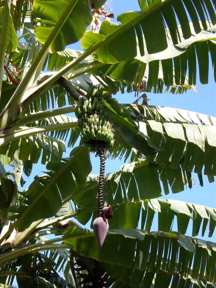 Fruit madeira portugal