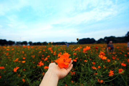 Hand nature autumn