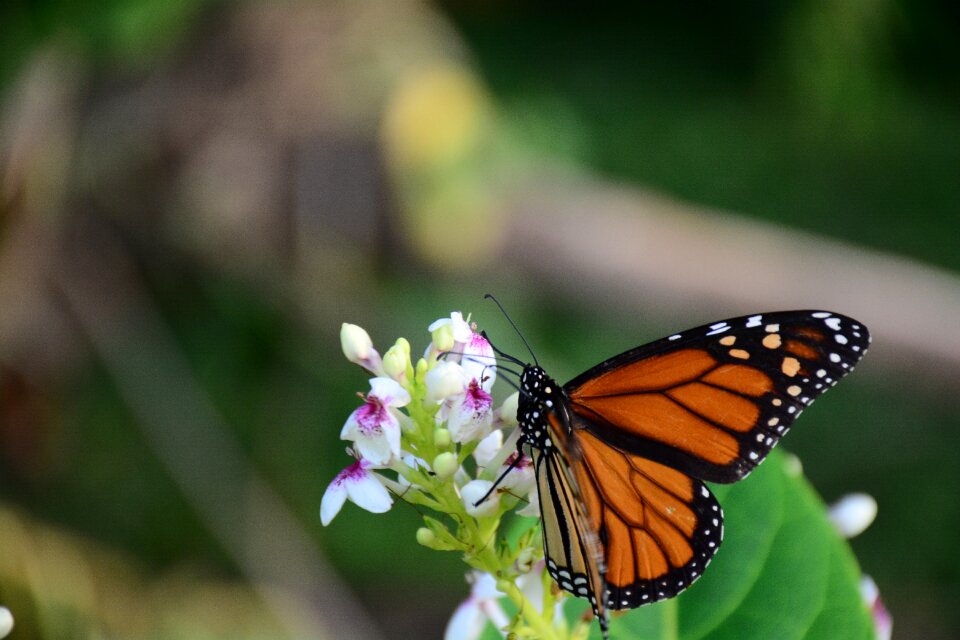Flowers collecting nectar pattern