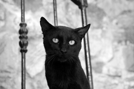 Animals black and white eyes