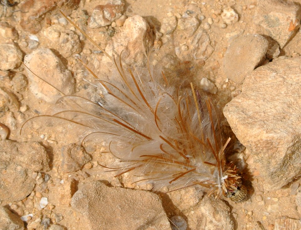 Feathery cocoon bug