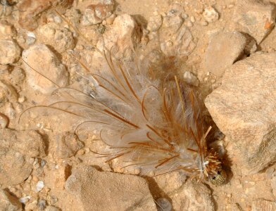 Feathery cocoon bug