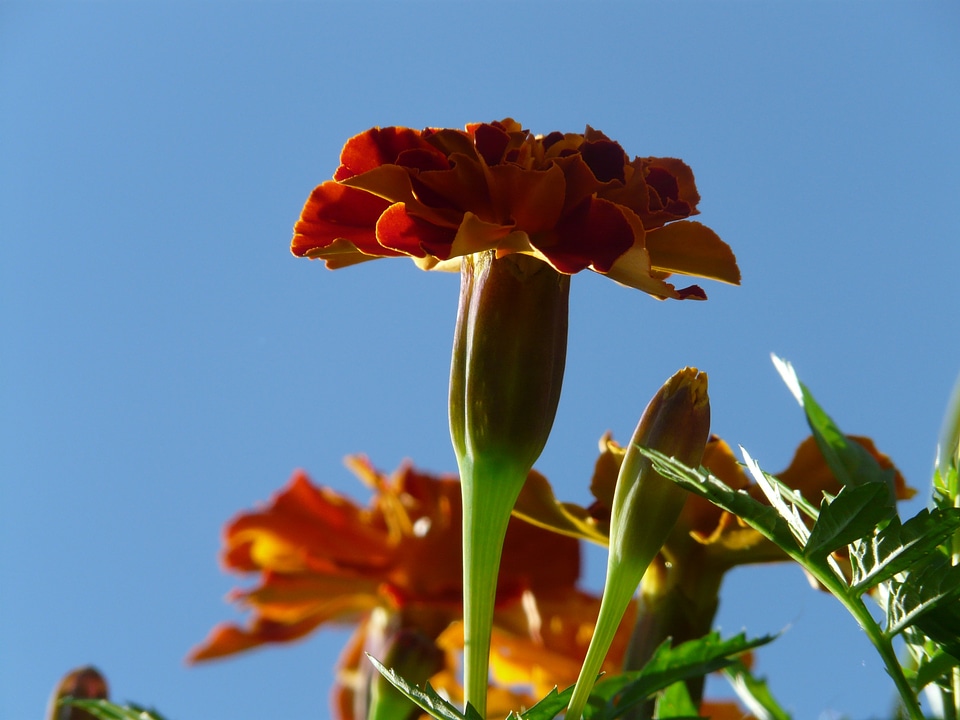 Dead flower summer flower balcony flower