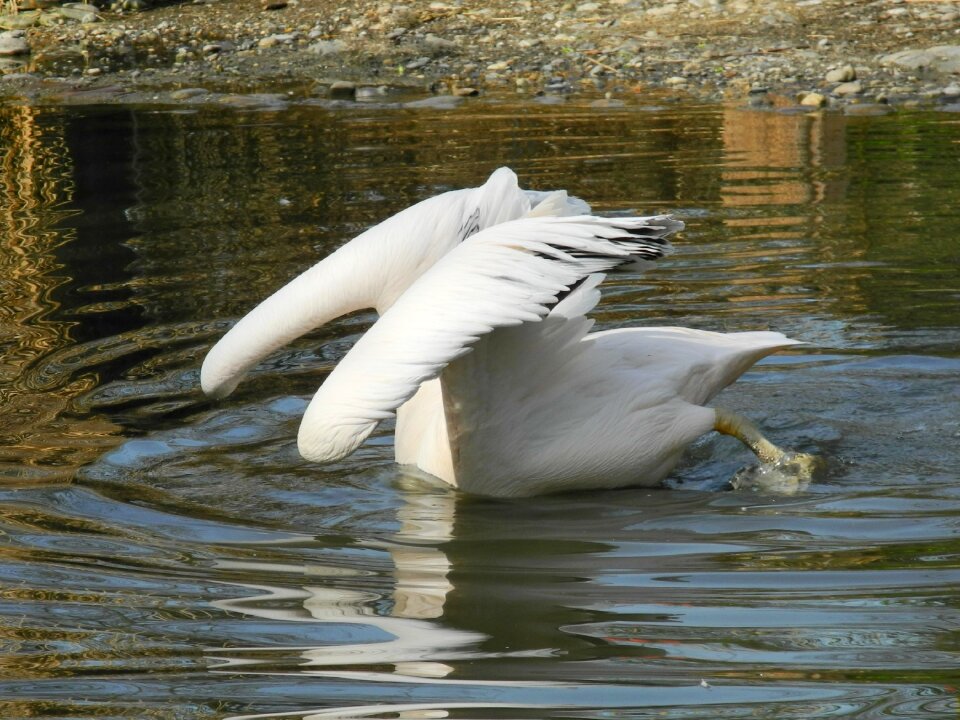 Water mirroring zoo