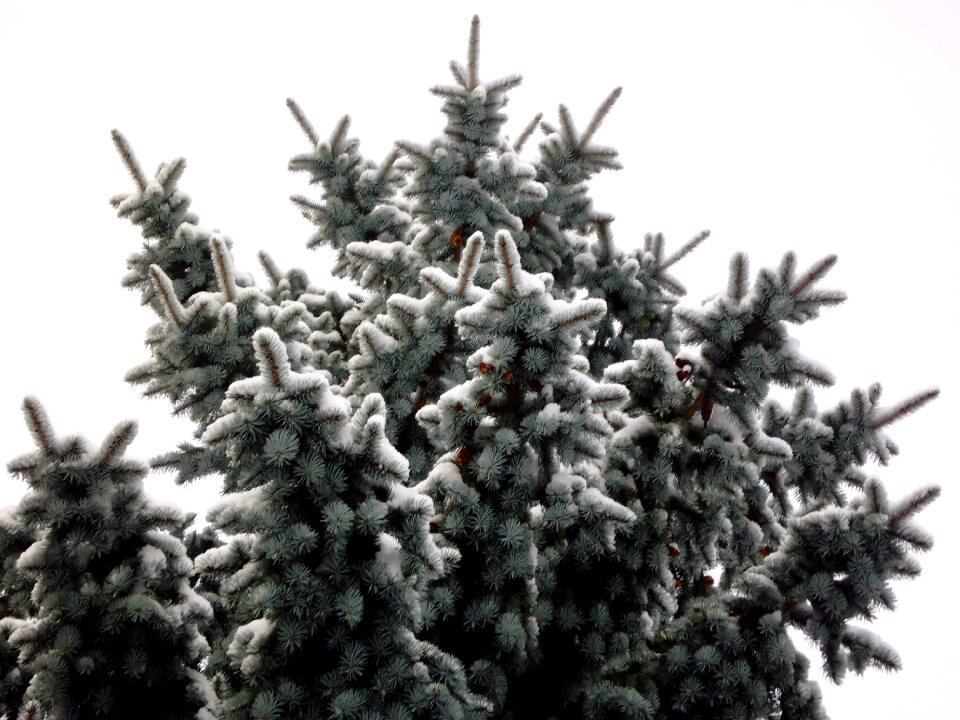 Fir tree winter snow