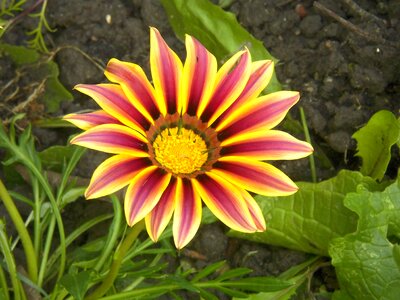 Petal bloom floral photo