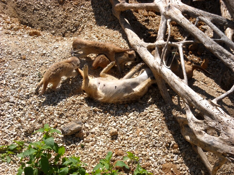 Mother and children fauna playing animals