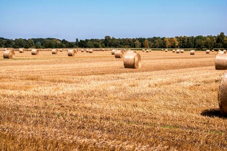 Harvest agriculture cereals