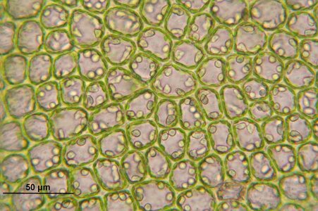 Microscopic macro biology photo
