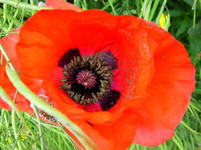 Poppy flower red