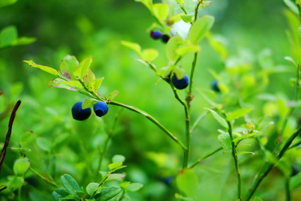 Vitamins blue fresh consumption