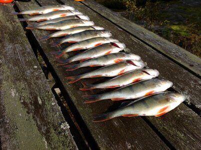 Fish the catch smoke