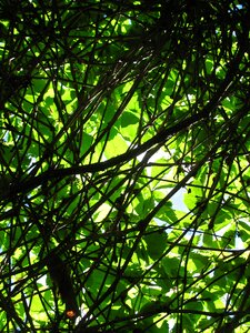 Summer pictures foliage branches