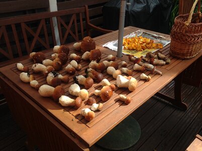 Mushrooms autumn cep