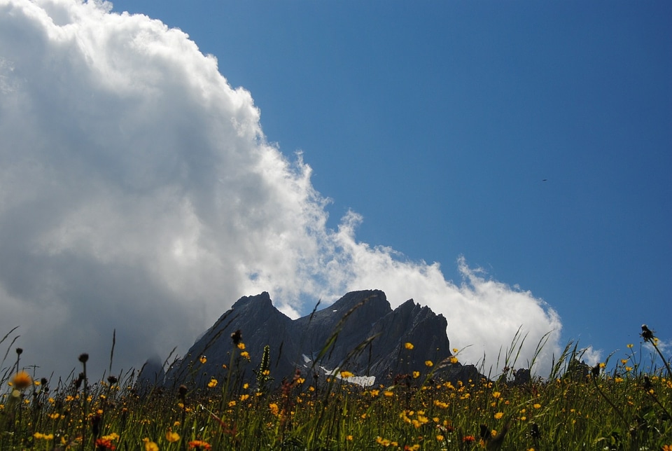 Flowers clouds prato