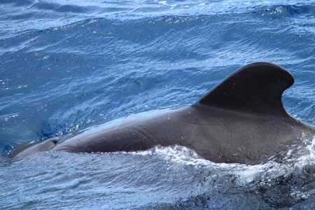 Islands pilot whale mammal photo