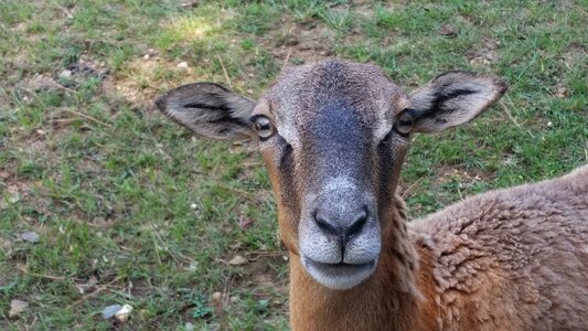 Livestock lamb cute