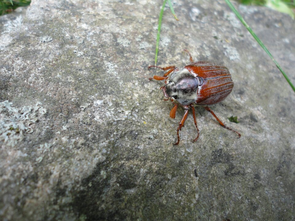 Bug beetle wild