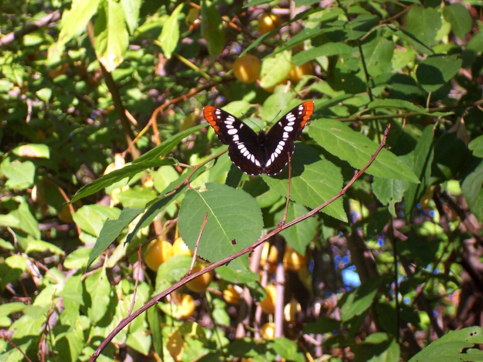 Insect wing leaf