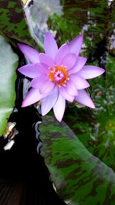 Water lilies lotus plants photo