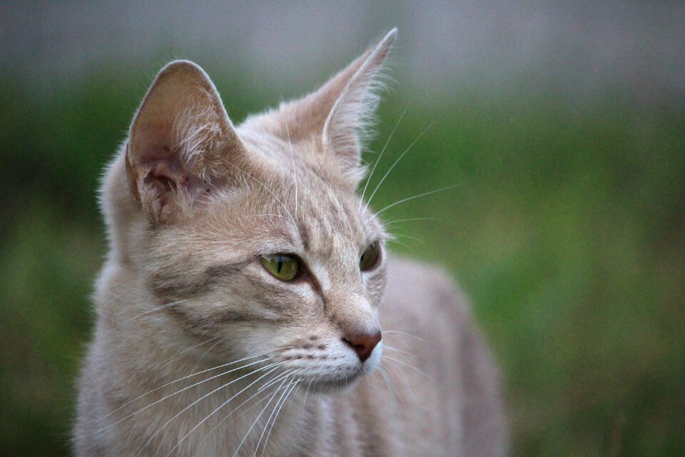 Cat face cat's eyes tiger cat