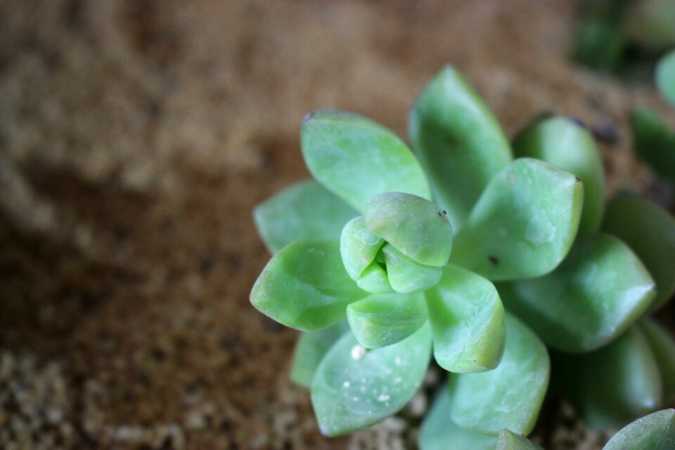 Plant small fresh green