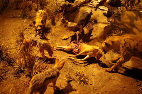 Lion landscaping shanghai natural history museum photo