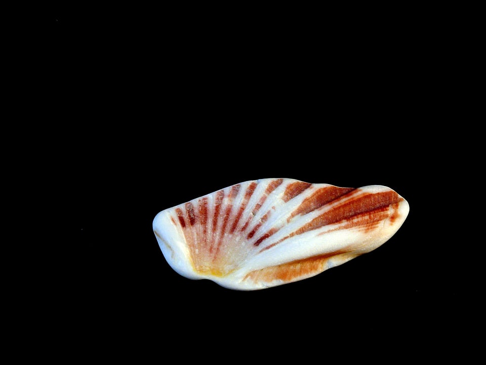 Seashell isolated design