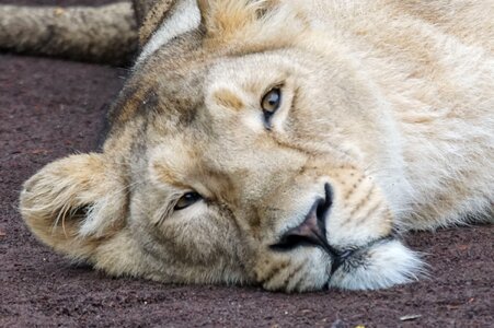 Lioness rest carnivores photo