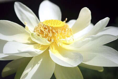 White flower nail nature