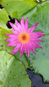 Water lilies lotus plants photo