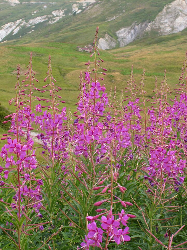 Fireweed epilobium angustifolium wild