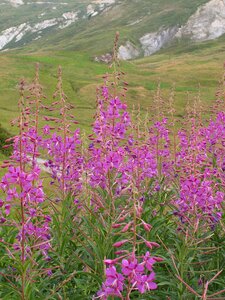 Fireweed epilobium angustifolium wild