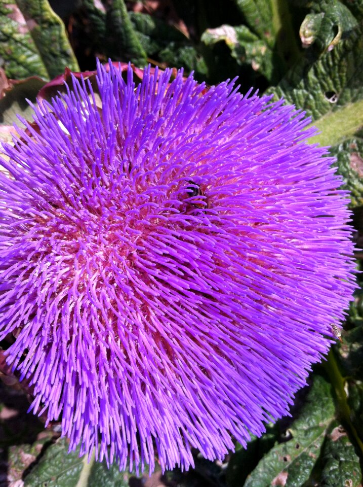 Fluffy garden decorative