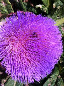 Fluffy garden decorative