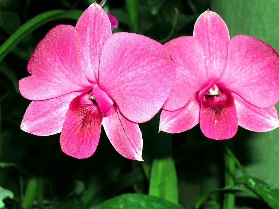 Orchids greenhouse flowers