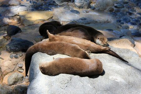 Tan sleep sloth photo