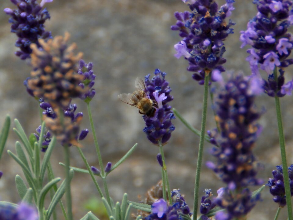 Flowers honey bee nature