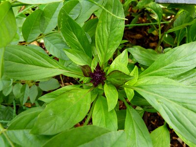 Sweet basil food vegetable