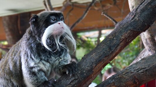 London zoo primates emperor tamarin