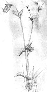Bloom sketch drawing photo
